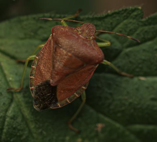 Palomena prasina